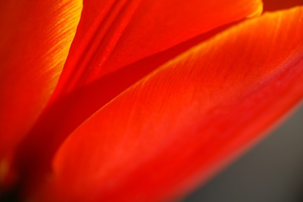 Tulips Structure   by Joy Watson